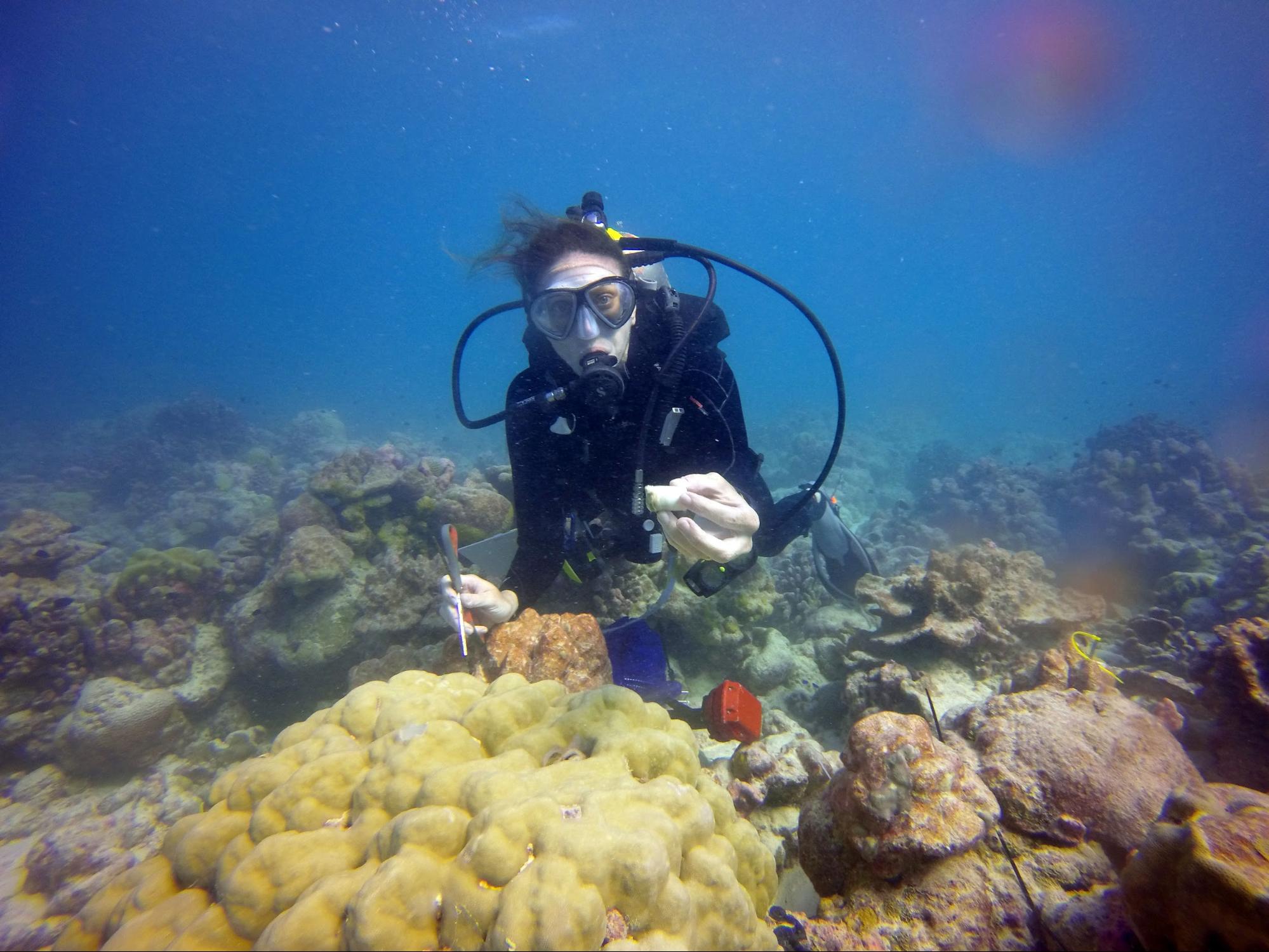 A researcher scuba diving to take samples from coral.