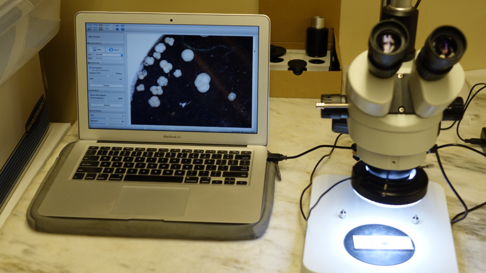 A microscope hooked up to a laptop shows microscopic fossils. 