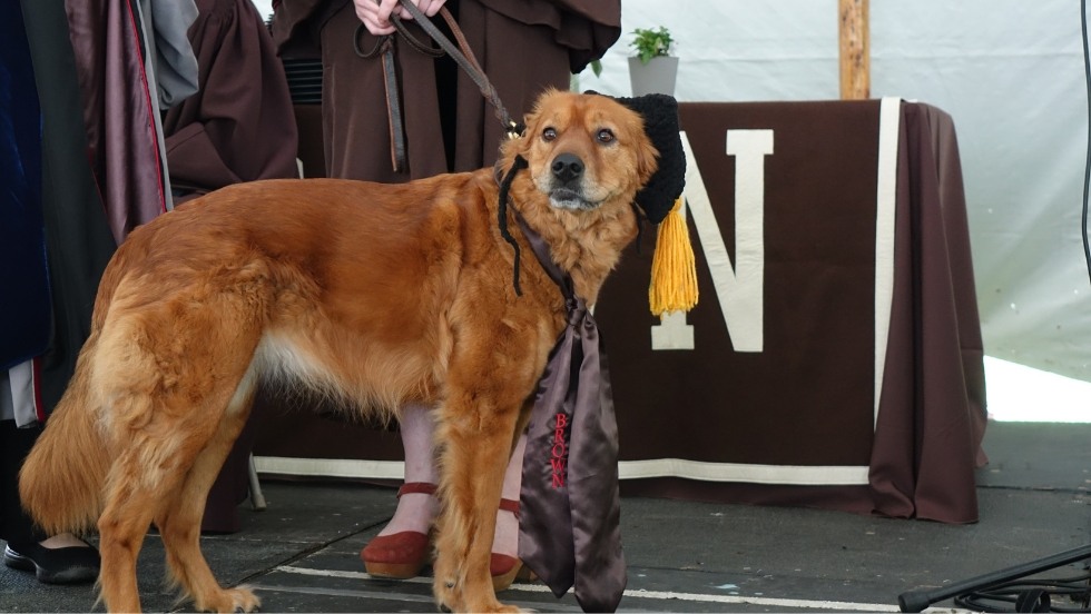 A graduate's dog on stage wearing a mini graduate cap