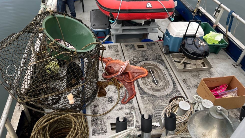 An octopus on the boat